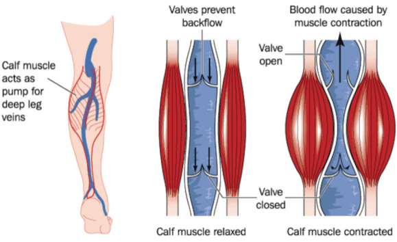 Calf muscle pump diagram